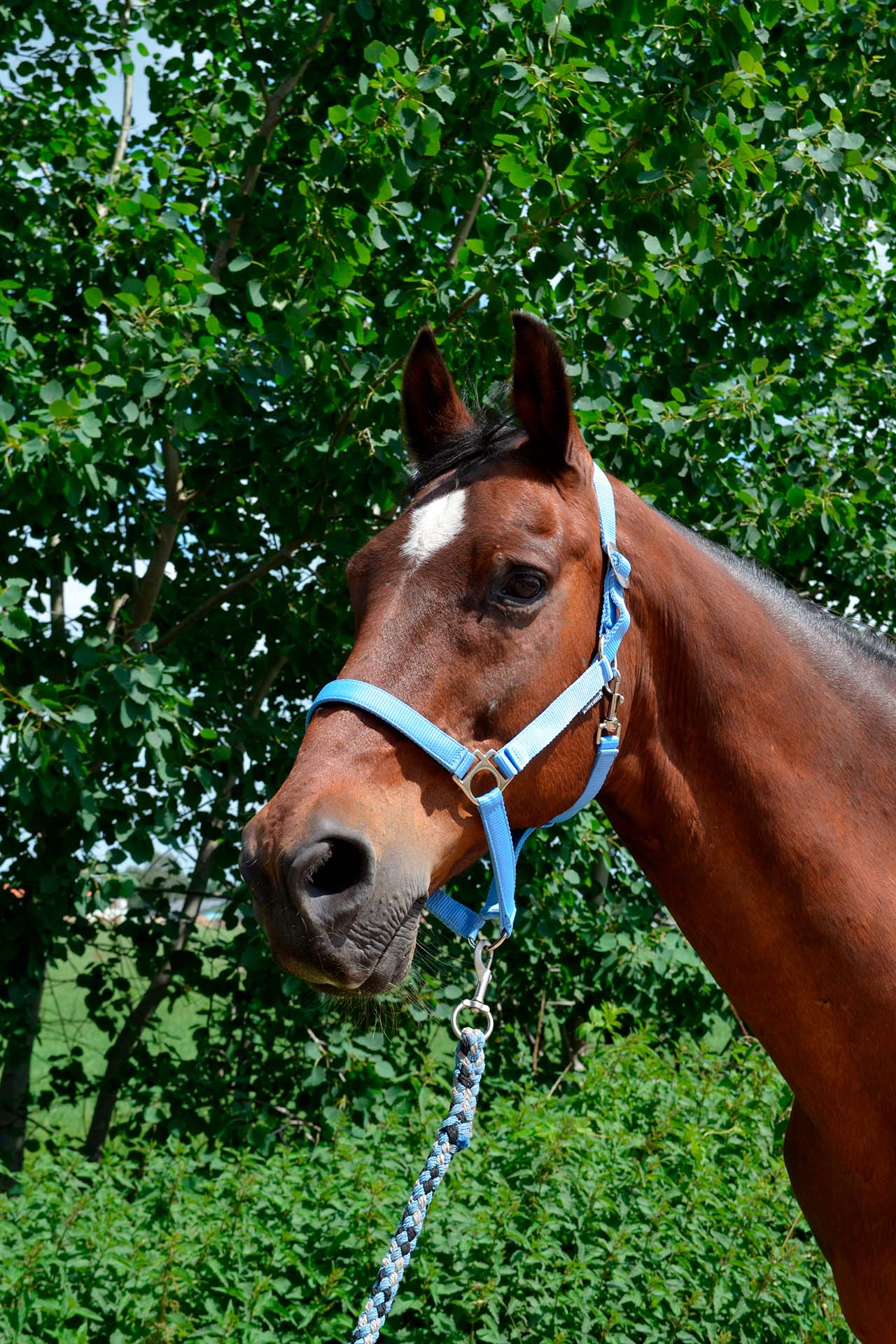 Stal van Horne Hoeve – Mr Ed – S