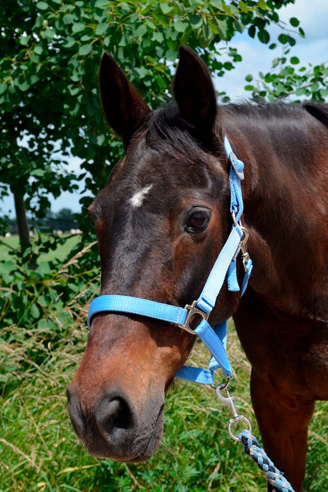 Stal van Horne Hoeve – Sasha – S