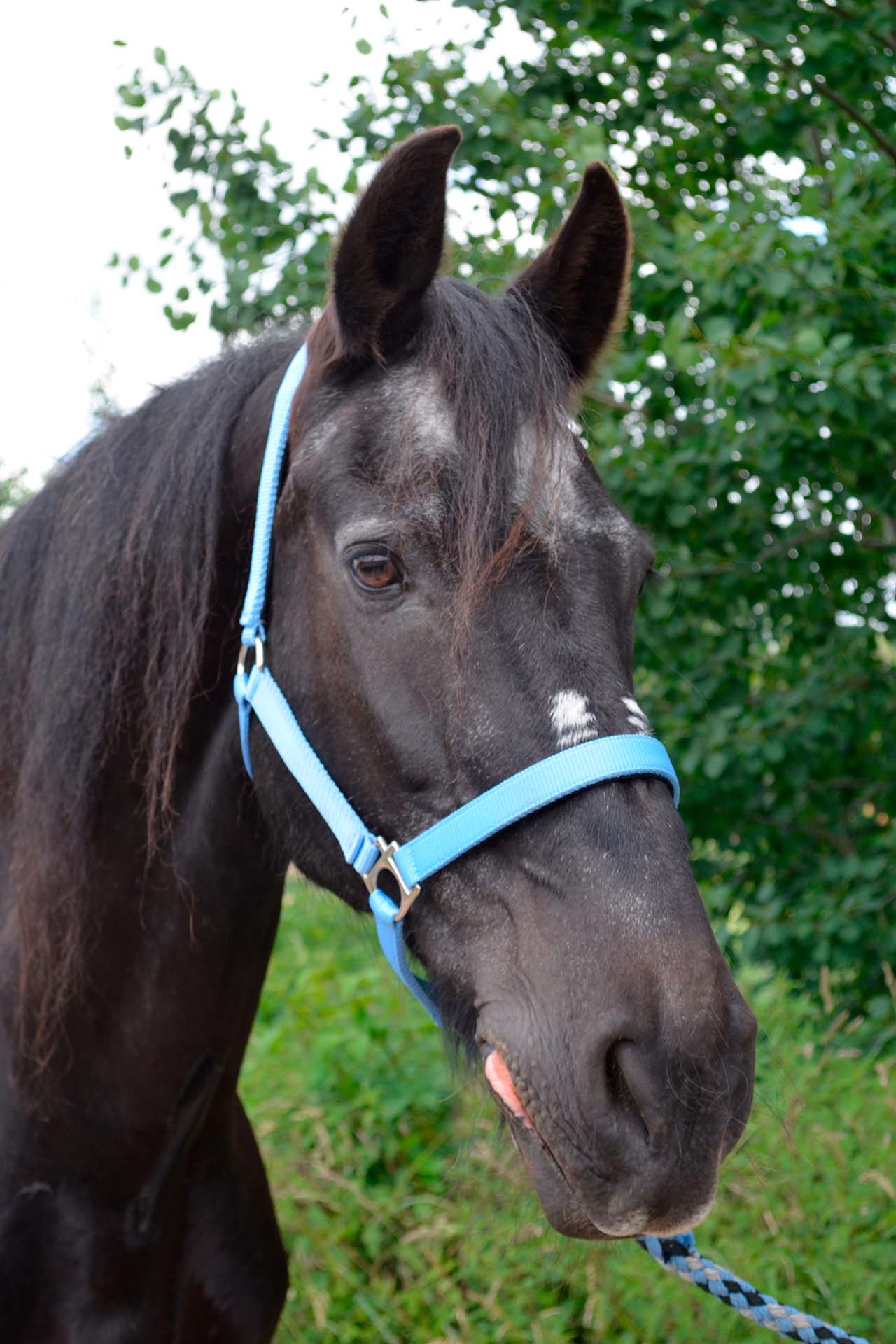 Stal van Horne Hoeve – Thor – S